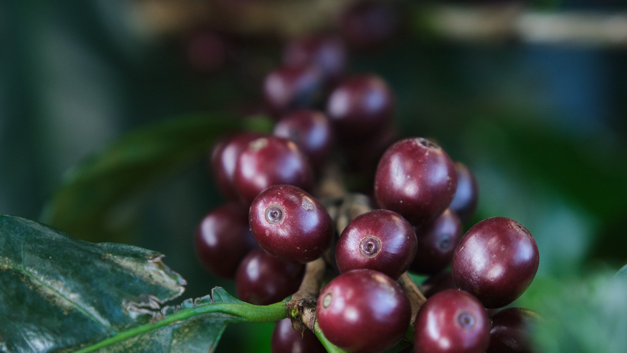 Colombia - Washed (250g) - Lot No. 122