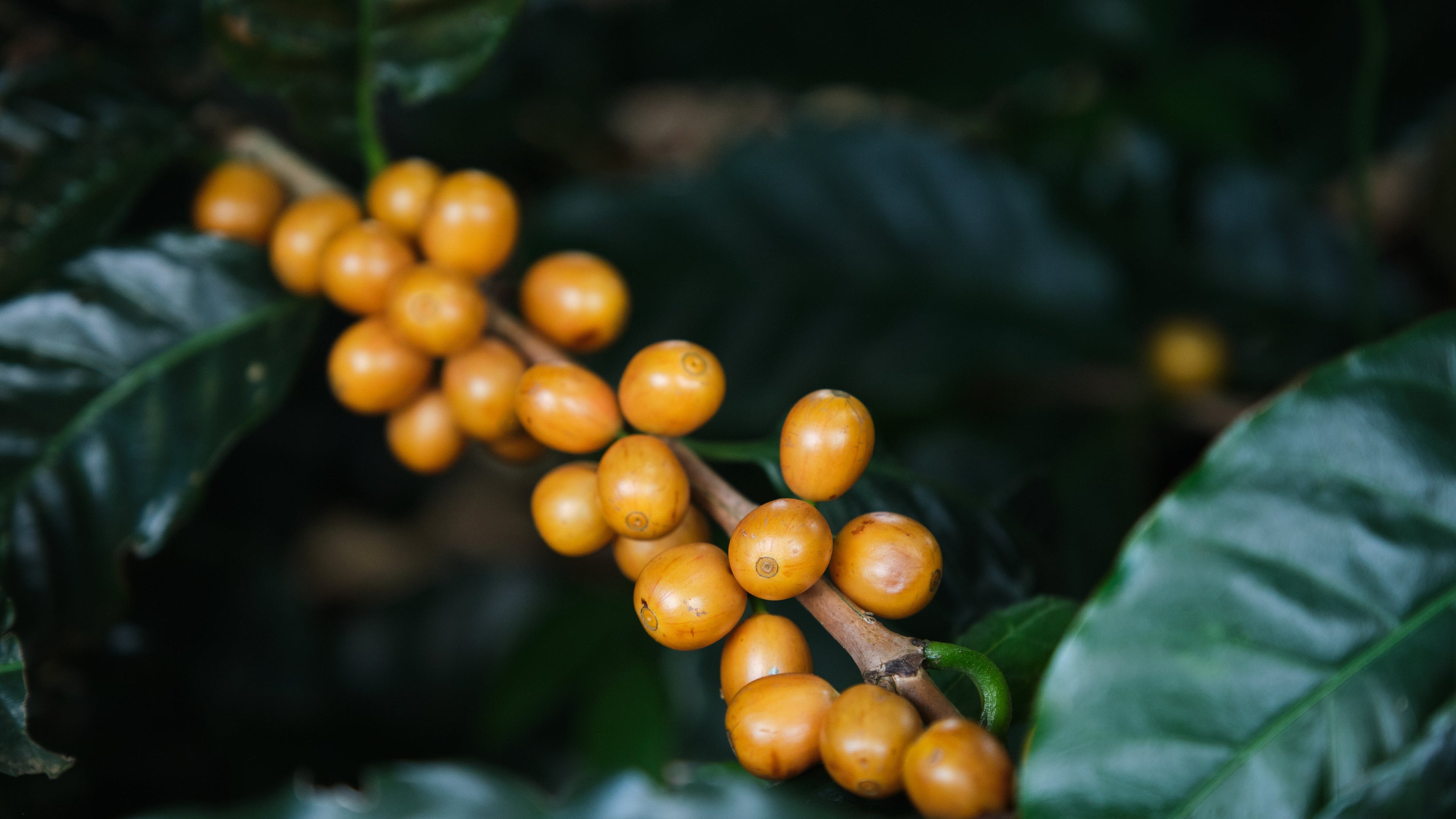 Colombia - Decaf (250g) - Lot No. 126