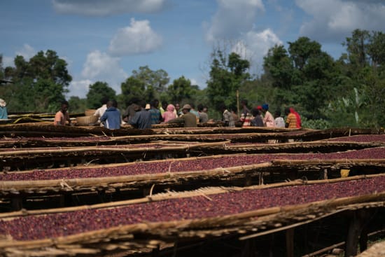 Ethiopia - Natural (250g) - Lot No. 109