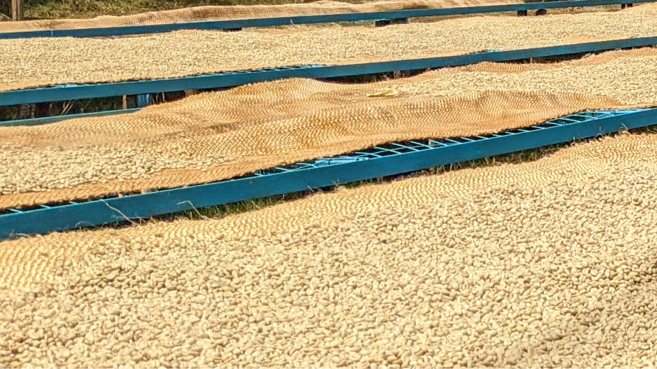 Kenya - Washed - Lot No. 116