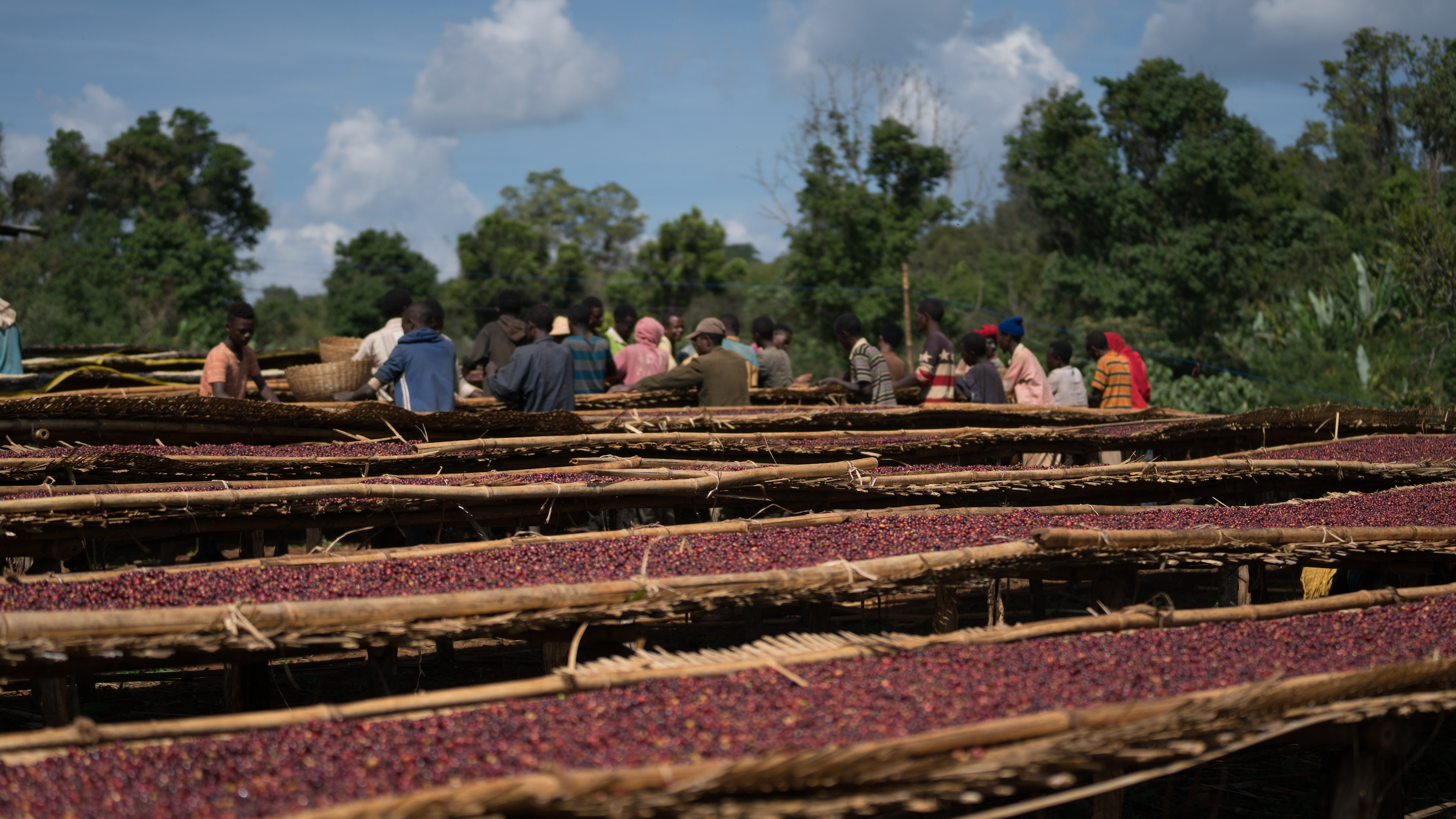 Ethiopia - Natural (250g) - Lot No. 115